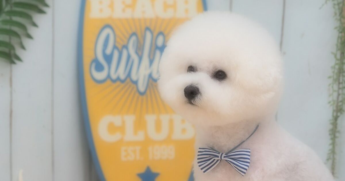 仙台市のトリミングサロン ビションフリーゼのアポロくんです！ | 仙台