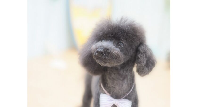 仙台市のトリミングサロン トイプードルのてんちゃんです 仙台トリミングなら人気のサロンでわんちゃんもハッピー