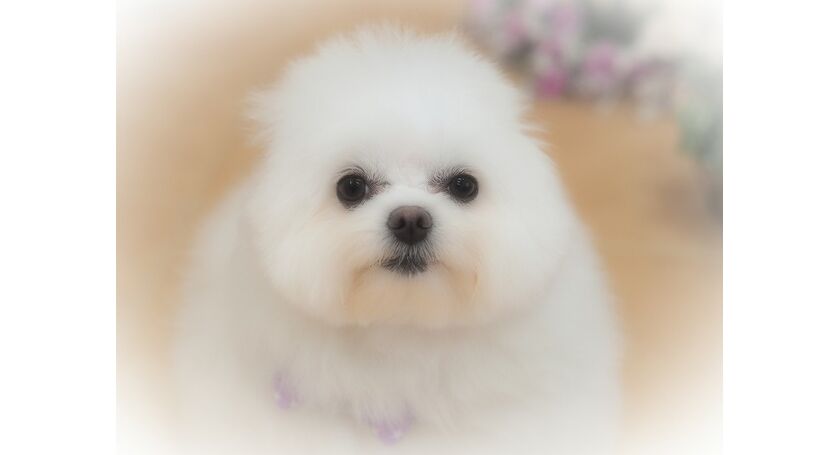 仙台市のトリミングサロン ﾎﾟﾒﾗﾆｱﾝとﾄｲﾌﾟｰﾄﾞﾙのmixのティアちゃんです 仙台トリミングなら人気のサロンでわんちゃんもハッピー