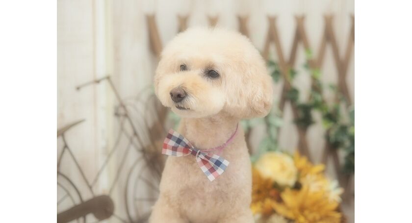 仙台市のトリミングサロン トイプードルのマロンちゃんです 仙台トリミングなら人気のサロンでわんちゃんもハッピー