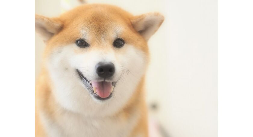 仙台市のトリミングサロン 柴犬のたろくんです 仙台トリミングなら人気のサロンでわんちゃんもハッピー