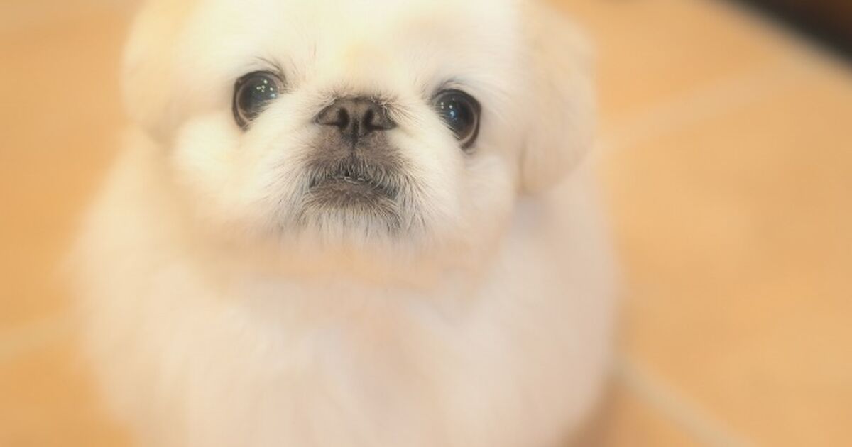 仙台市のトリミングサロン ペキニーズのはなちゃんです 仙台トリミングなら人気のサロンでわんちゃんもハッピー