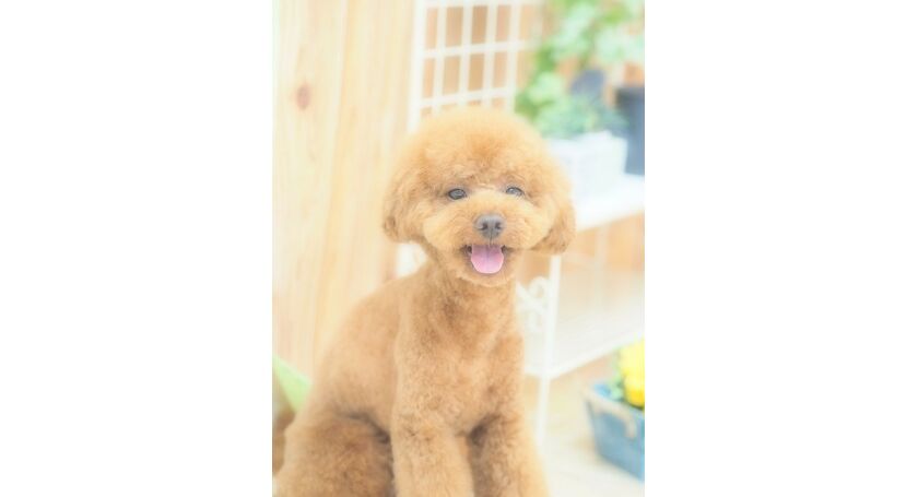 仙台市のトリミングサロン トイプードルのきなこくんです 仙台トリミングなら人気のサロンでわんちゃんもハッピー