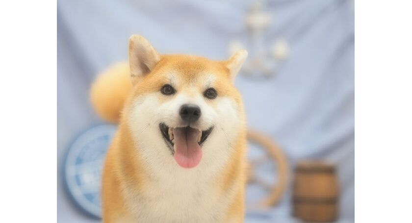 仙台市のトリミングサロン 柴犬のたろくんです 仙台トリミングなら人気のサロンでわんちゃんもハッピー