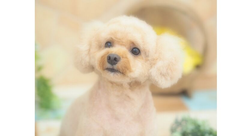 仙台市のトリミングサロン トイプードルのメープルちゃんです 仙台トリミングなら人気のサロンでわんちゃんもハッピー