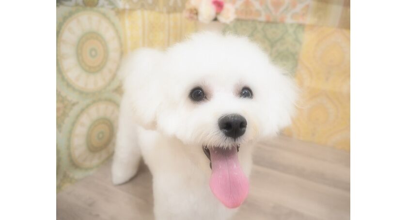 仙台市のトリミングサロン ﾏﾙﾁｰｽﾞとﾄｲﾌﾟｰﾄﾞﾙのmixのこむぎちゃんです 仙台トリミングなら人気のサロンでわんちゃんもハッピー