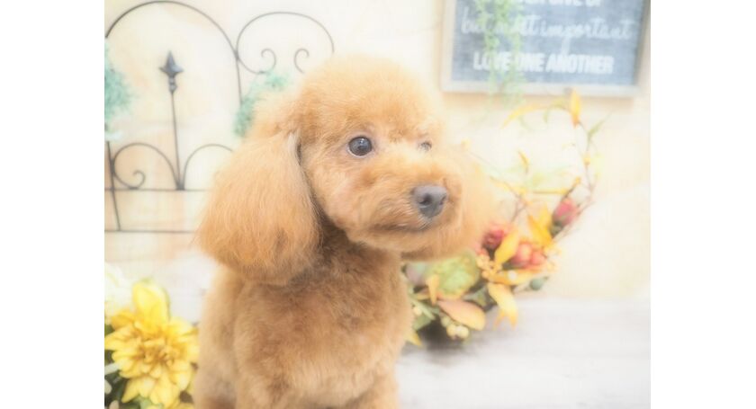 仙台市のトリミングサロン トイプードルのもかちゃんです 仙台トリミングなら人気のサロンでわんちゃんもハッピー