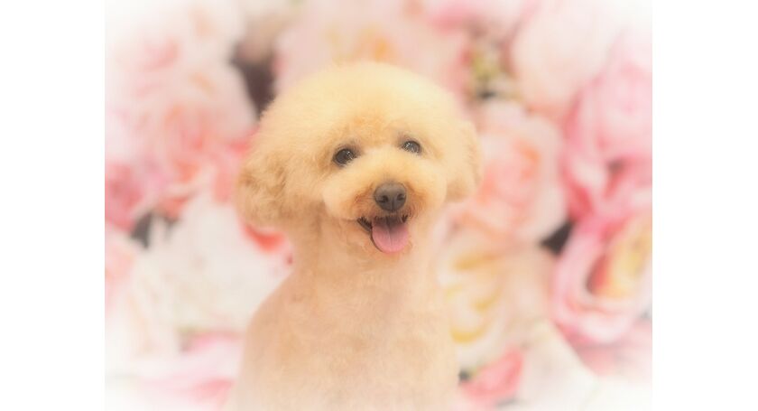 仙台市のトリミングサロン トイプードルのこむぎちゃんです 仙台トリミングなら人気のサロンでわんちゃんもハッピー