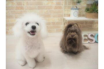 白犬と黒犬